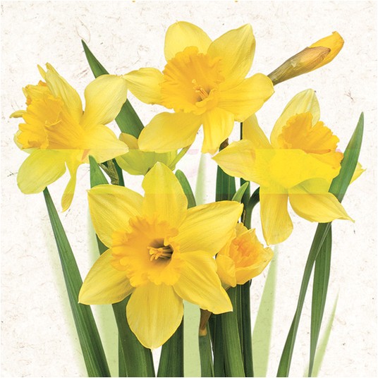 SERWETKI DAISY WIOSNA 003901 -zdjęcie numer 1