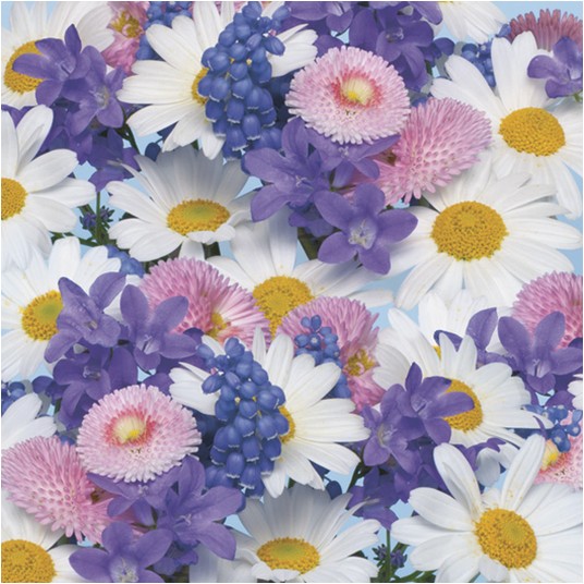 SERWETKI DAISY WIOSNA 004901 -zdjęcie numer 1