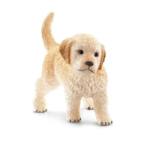 SZCZENIĘ GOLDEN RETRIEVER SLH16396 -zdjęcie numer 1