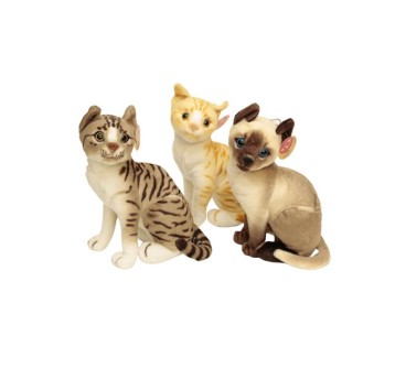 Kot 3 kolory Siedzący Wielki