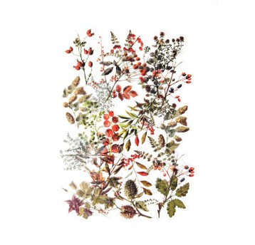 NAKLEJKI TRANSPARENTNE SKARBY LASU (40) 9551