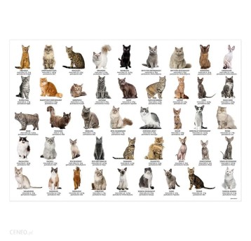 PODKŁAD OKLEJANY EDUKACYJNY KOTY 9576