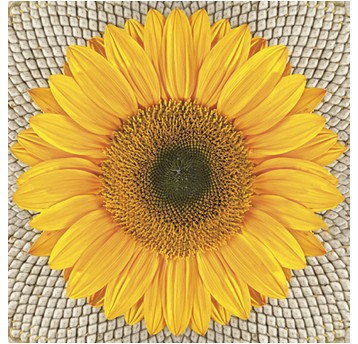 SERWETKI DAISY OGÓLNE 031001